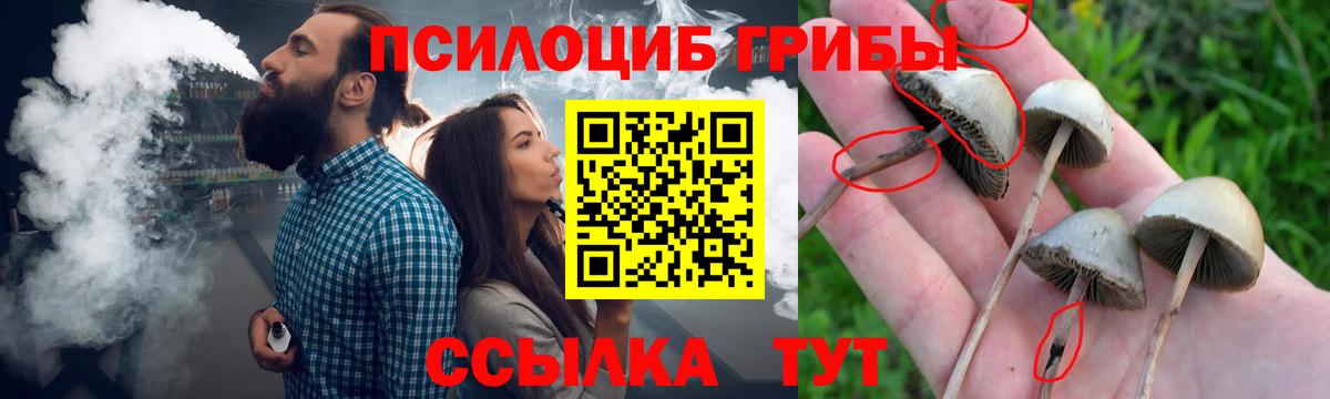 Псилоцибиновые грибы Psilocybine cubensis Лесосибирск